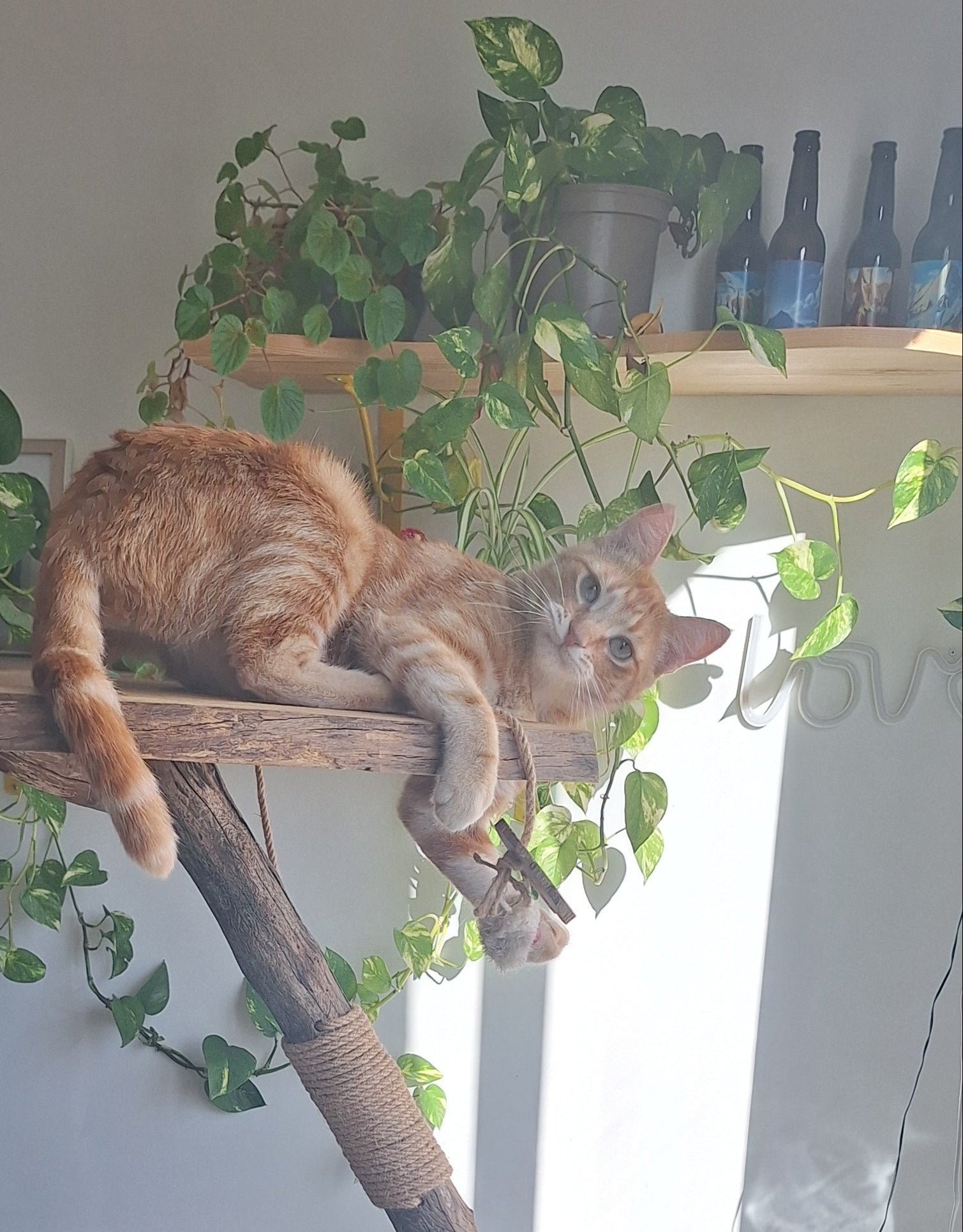 Arbre à chat bois massif