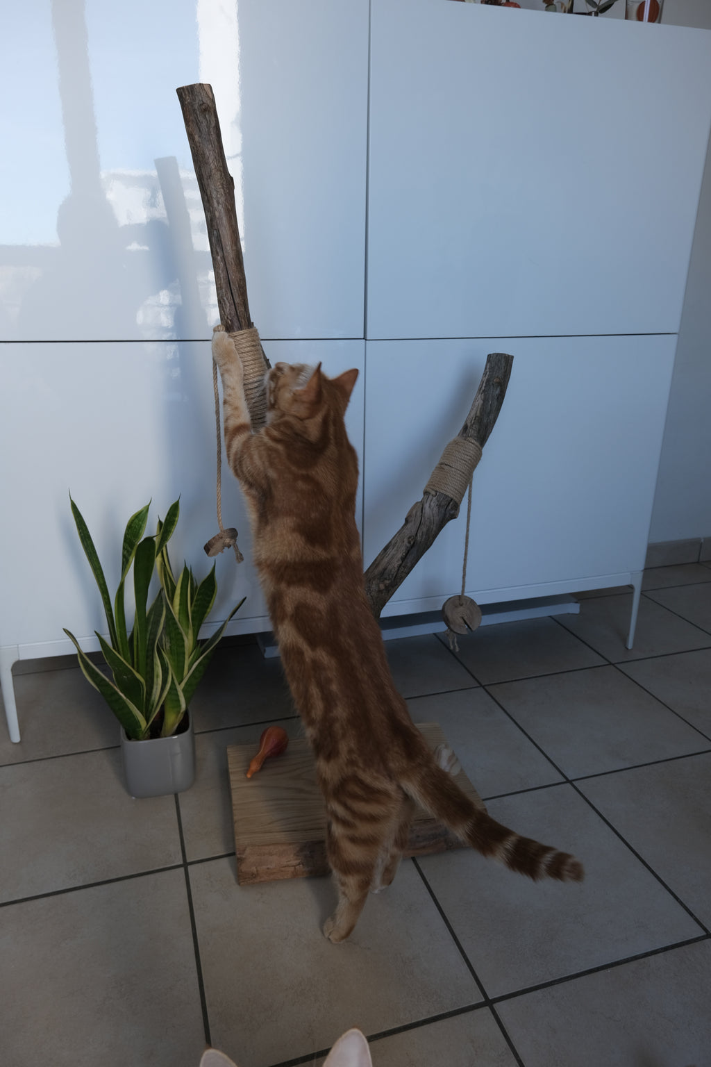 Griffoir bois massif