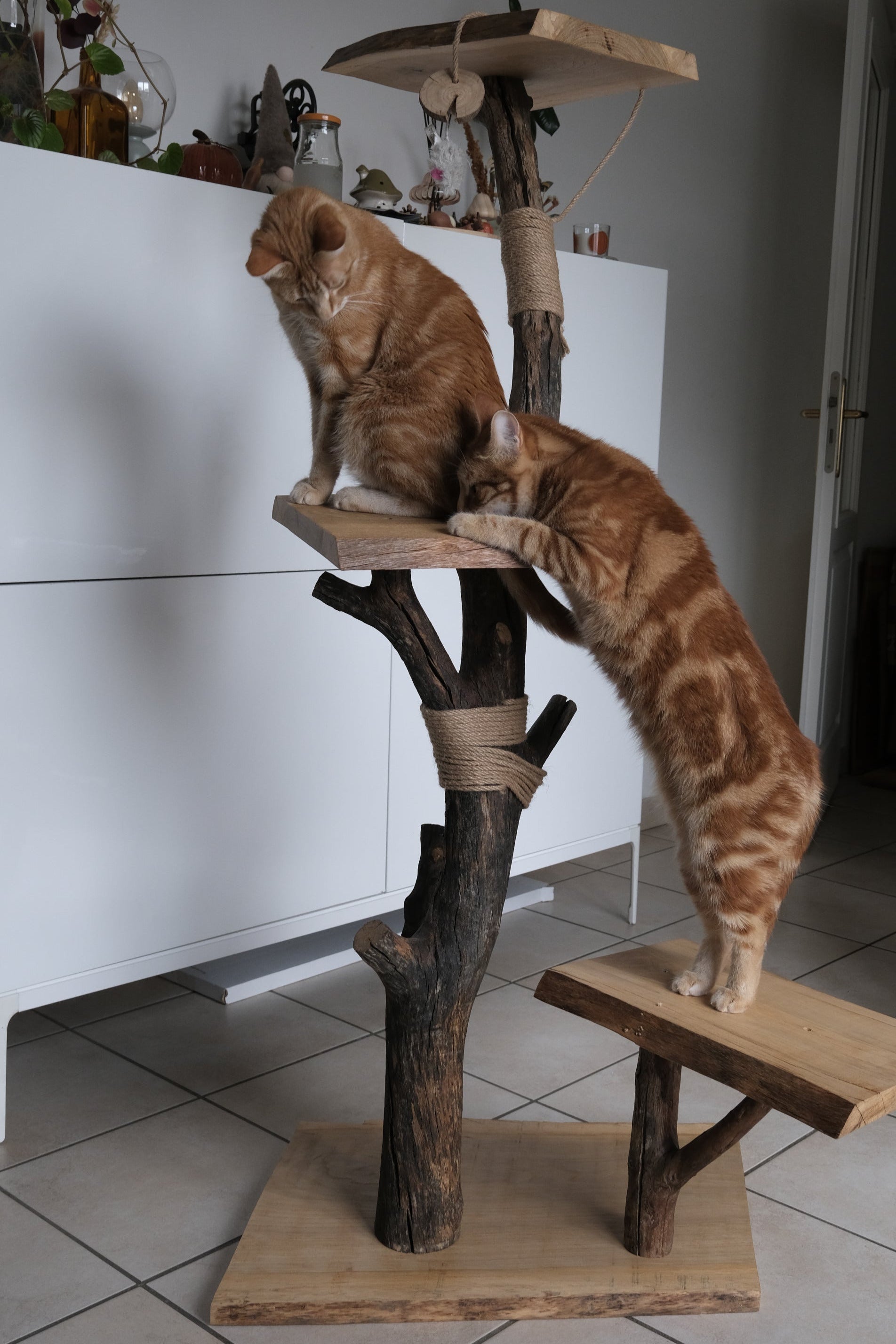 Arbre à chat bois massif
