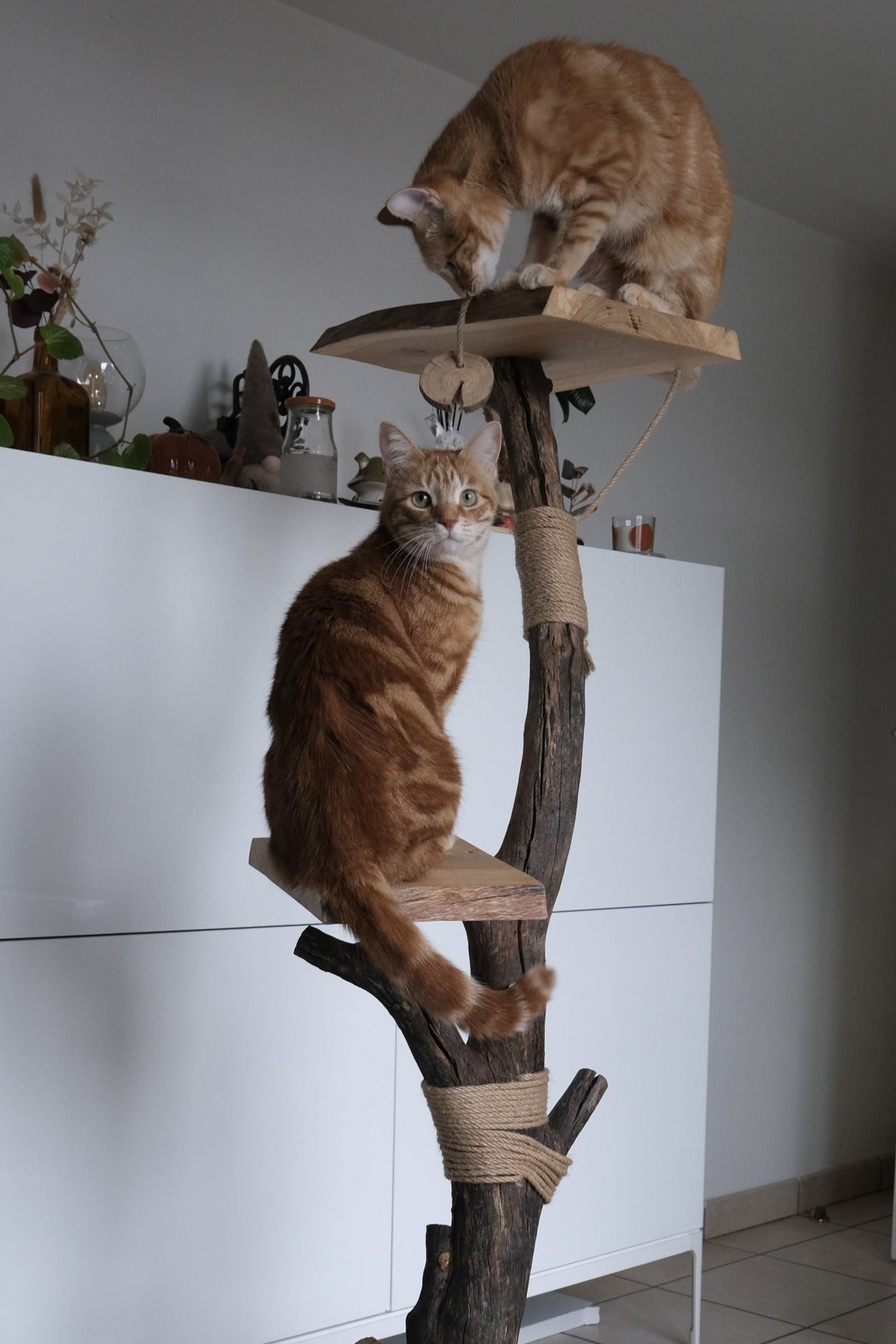 Arbre à chat bois massif