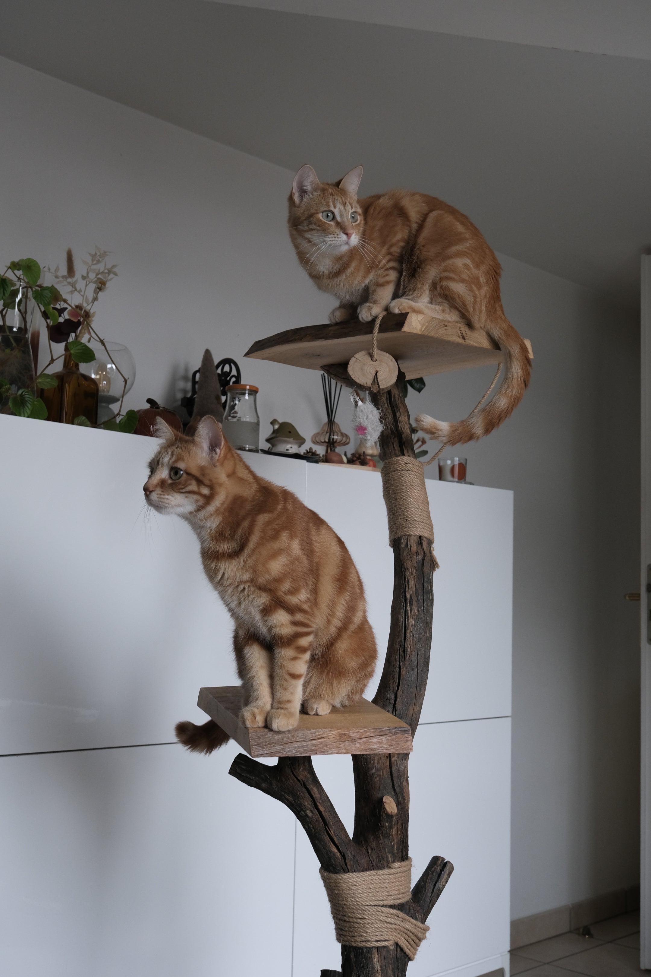 Arbre à chat bois massif